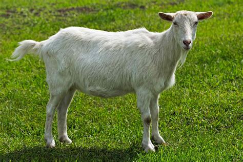 young one of a goat